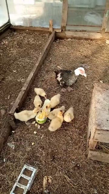 индоутята в 28 дней в теплицы осенью смотреть онлайн