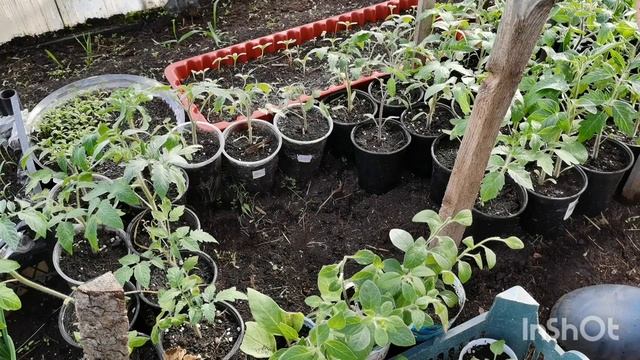 Моя рассада помидор не вытягивается! Отпраздновали Па смотреть онлайн