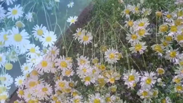 Цветы смотреть онлайн