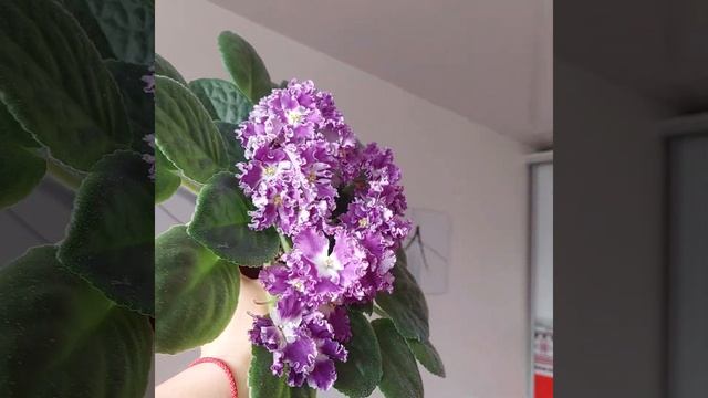 ЛЕ-Мелодія Дощу