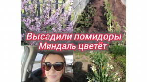 Высадили помидоры. Миндаль цветёт