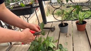 ВЕЙГЕЛА РАЗМНОЖЕНИЕ ЧЕРЕНКАМИ. Вейгела гулини купайт?