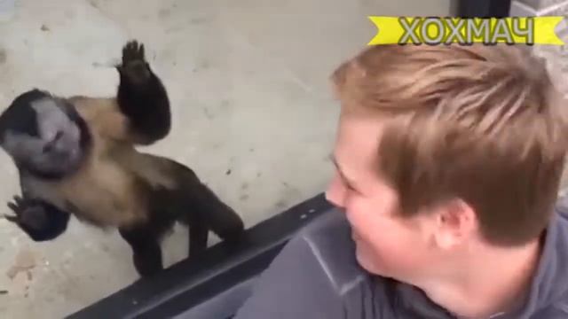 Наглые обезьяны приколы 2018 смотреть онлайн