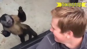 Наглые обезьяны приколы 2018