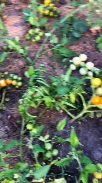 Ранние вкусные Черри😊#дача #огород# смотреть онлайн