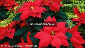ПУАНСЕТТИЯ КРАСНАЯ КАК УХАЖИВАТЬ В ДОМАШНИХ УСЛОВИЯХ.