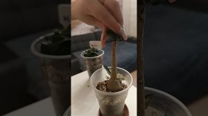 Прививка адениума Минькой #bonsai