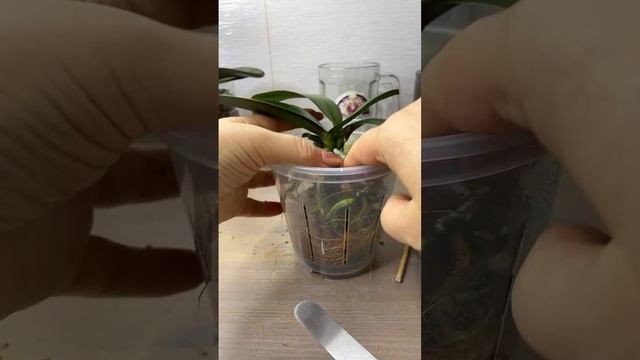 Пересадка подросшей азиатской орхидеи из 100% мха. КОГД?