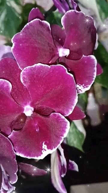 #орхидеябиглип #orchid #орхидеи #фаленопсис #орхоманьяк #о