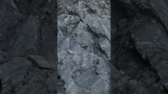 ⛰️ Невероятная Охота на Серну в Южных Альпах #охота