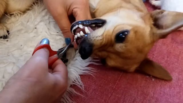 🐶 Смешные приколы! 🐕 Взбалмошная собачуха огрызается смотреть онлайн