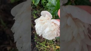 Распустился коллекционный пион Колонел Оуэн Коузис в