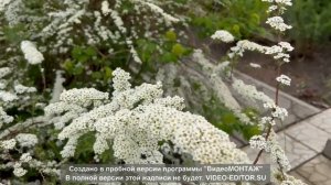 Спирея серая - королева малоуходного сада. Посадка, ух?