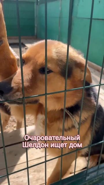 идеальный пёс с золотым характером