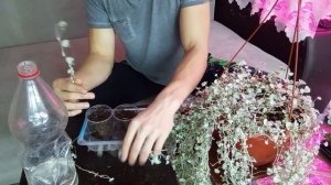 Как черенковать дихондру?! Один из способов размножен?