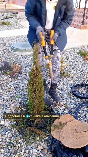 Стрижка кипариса и установка приштамбового круга #кип