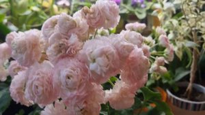 Цветение пеларгонии Т.А.Эммануэль" 28.07.20г