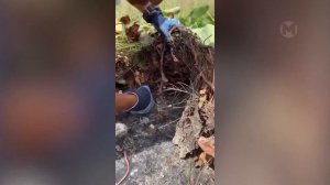 От Этих Процессов Производства у Вас Пойдут Мурашки по Коже!