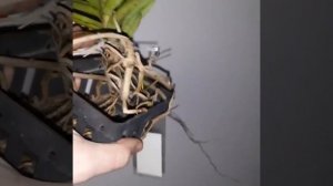 🔴Орхидея Аскоцентрум  миниатум/ Тайланд🇹🇭/ Asctm. miniatu