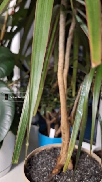 Драцена Маргината /  Dracaena marginata #plants #комнатныерастения