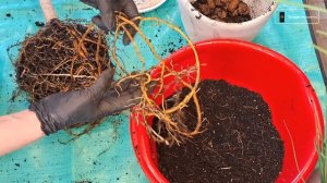 Крупномер Драцена Маргината. Обрезка корней и пересад