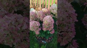 Гортензия метельчатая Граффити