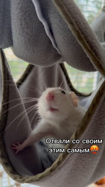  крысы питомцы хвосты мем гамак отдых