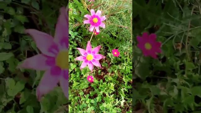 НЕВЕРОЯТНО- КРАСИВЫЕ КАДРЫ ИЗ ЖИЗНИ ПРИРОДЫ.
