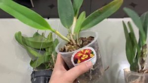 Посылка с орхидеями  Катлея от Miki Orchids - импорт флора￼?