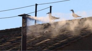 Избран новый папа римский