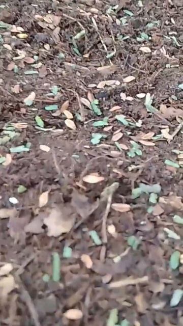 Туя Колумна размножение семенами #садоводство #туя #ра смотреть онлайн