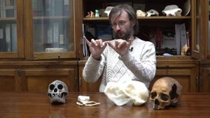 Атавизмы человека – Станислав Дробышевский | Лекции п