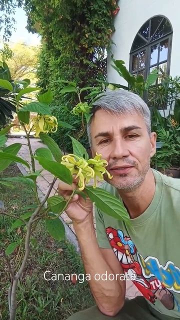 Иланг-иланг или кананга душистая. Cananga odorata or ylang-ylang.