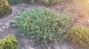 Обзор вариегатных сортов можжевельников в питомнике ?