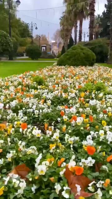 Первый день зимы в Сочи #сочисегодня #цветы #клумба смотреть онлайн