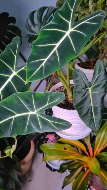 Алоказия Мишольца 💚 #alocasia #plants #garden #flowers #urbanjungle #plantlover