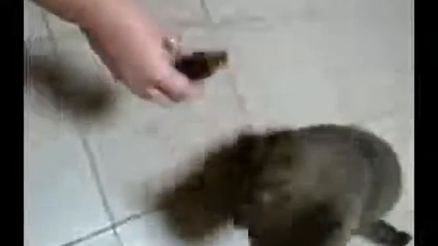 Бухой кот! Прикол. смотреть онлайн