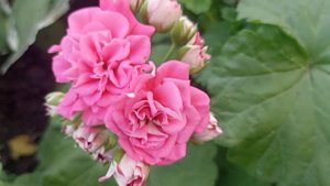 Пеларгония Лара Андреа