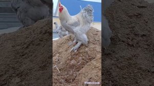 брама лаванда 2024