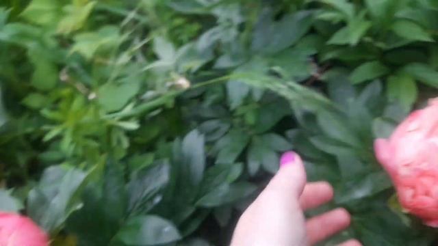 Пион PINK HAWAIIAN CORAL. Достойный и недооценённый сорт. смотреть онлайн