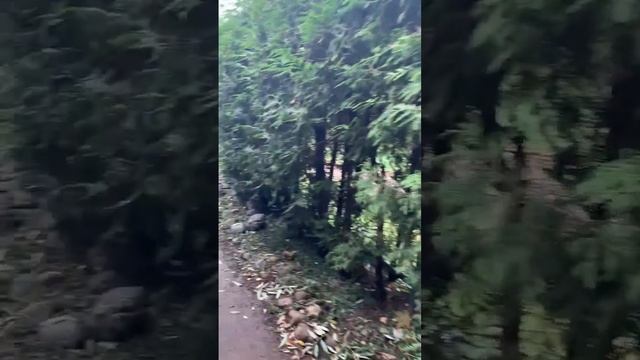 Лабиринт в Воронцовском парке #москва #осеньвмоскве #в