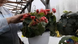 Черенкование бегоний, белины, беликонии, элатиор.