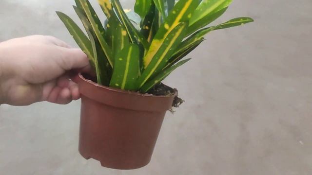 Кодієум Сані Стар