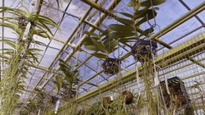 Царство Орхидей в Южной Флориде