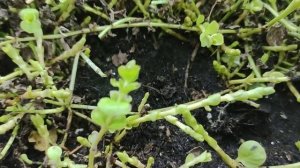 Зимовка вербейника монетчатого (лизимахия)Способ чер?