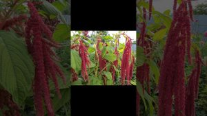 Амарант ценность листьев