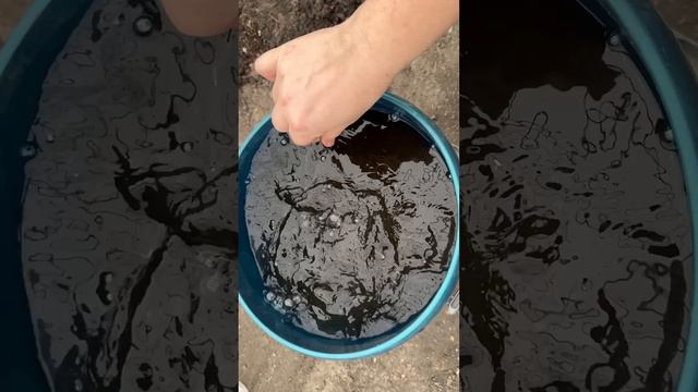 Подкормка огурцов, даже чахлые прут как бешенные прямо на глазах #огород #дача #огурцы
