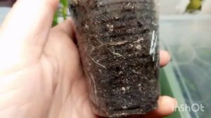 Гортензия Аиша. Обзор сорта 😍🌺🌿