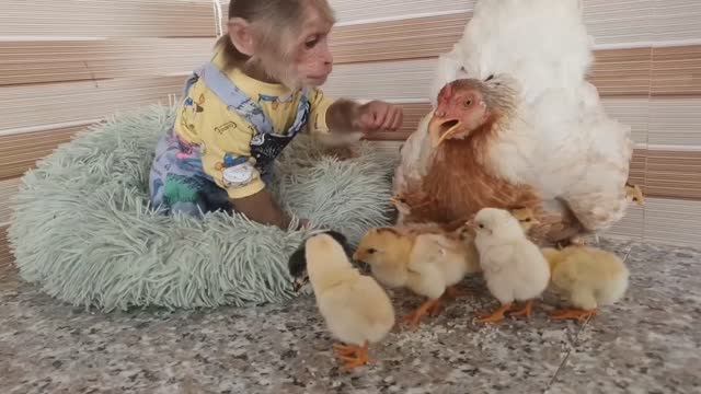 Обезьянка гладит греет обнимает Утят Цыплят Наседка курица рядом Все засыпают ВЕСЕЛАЯ КОМЕДИЯ