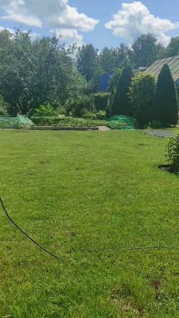 🌿Газон, скоро будем скарифицировать! #юмор #лето #garden смотреть онлайн